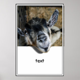 Nosy Goat Looking Out Poster