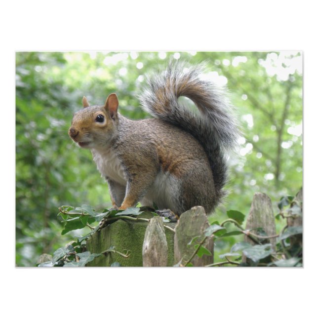 Nosy Grey Squirrel Photo Print (Front)