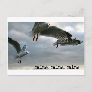 Nosy Gulls Postcard
