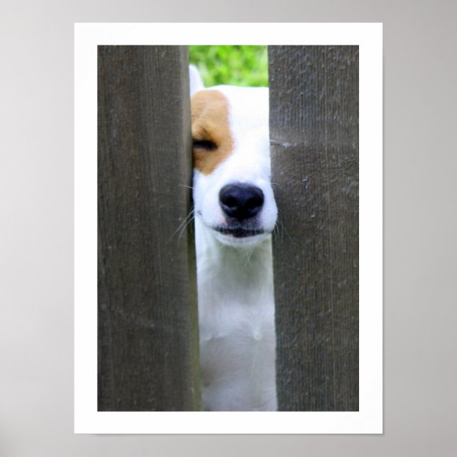 Nosy Neighbour - Jack Russell Terrier Poster (Front)