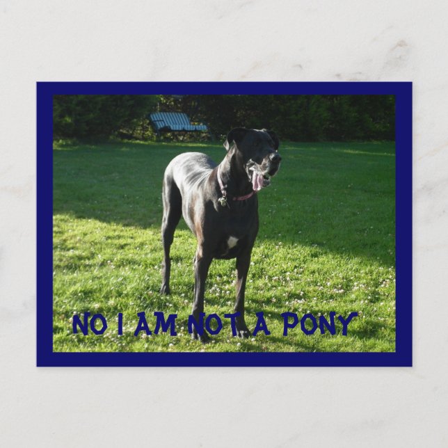 Not A Pony Postcard (Front)