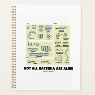 Not All Bacteria Are Alike Bacterial Morphology Planner