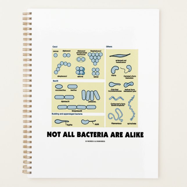 Not All Bacteria Are Alike Bacterial Morphology Planner (Front)