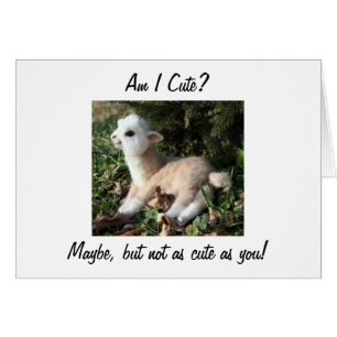 NOT CUTE AS YOU FOR "40" AND STILL HAVE IT LLAMA