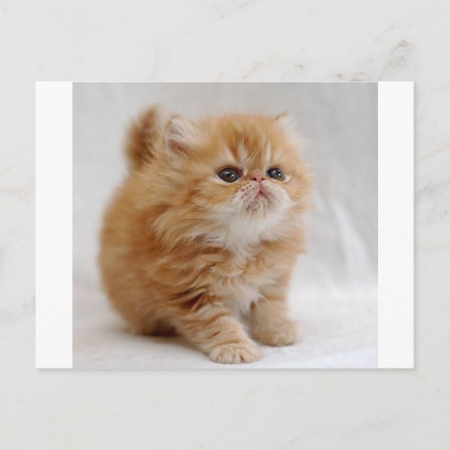 Not Me! Feisty Orange Persian Kitten Postcard (Front)