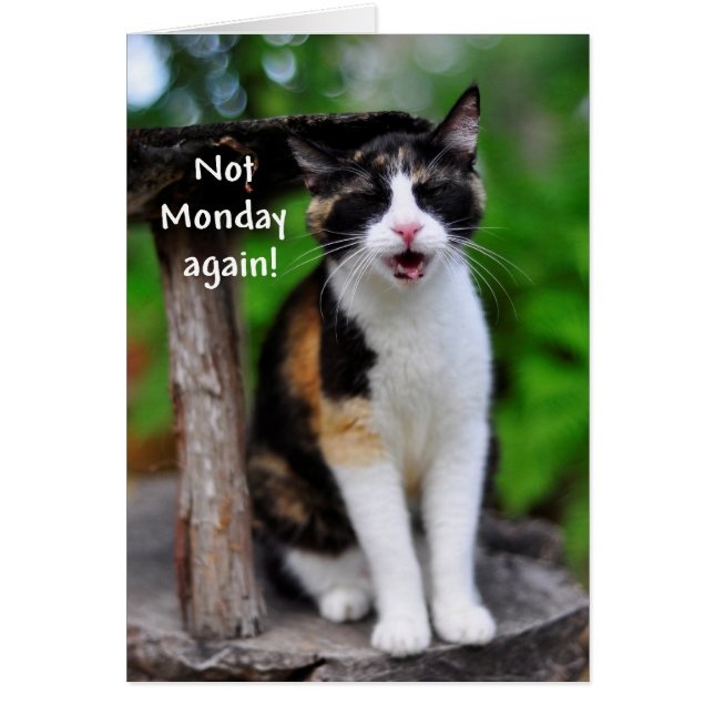"Not Monday Again!" Humourous Calico Cat Card (Front)