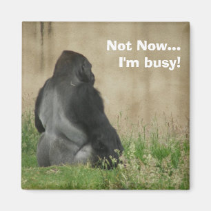 Not Now...I'm busy! Magnet