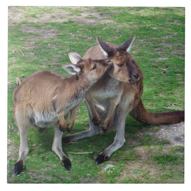 Not Now Skippy Tile (Front)