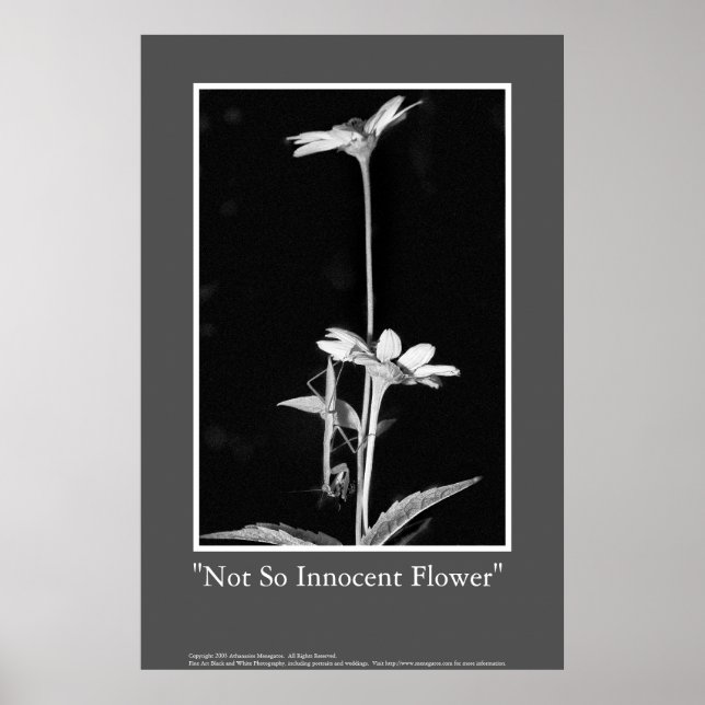 Not So Innocent Flower Poster (Front)