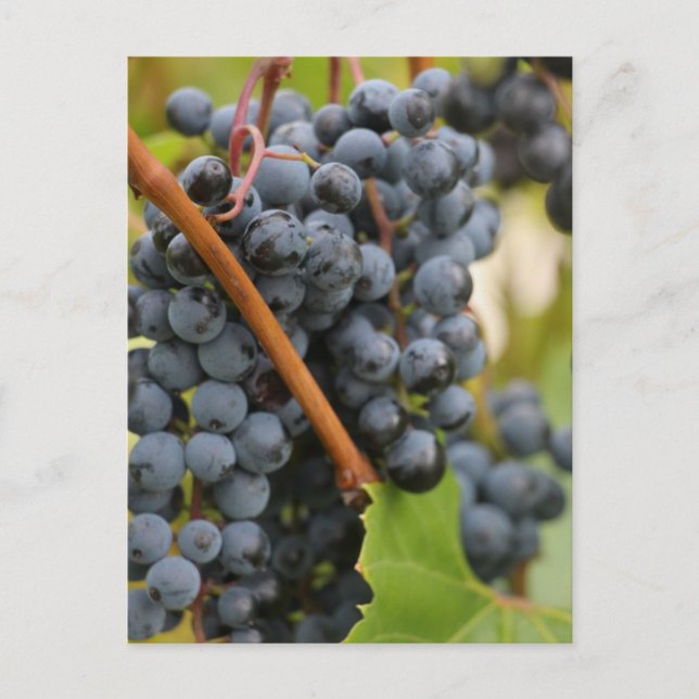 Not Yet Wine Postcard (Front)