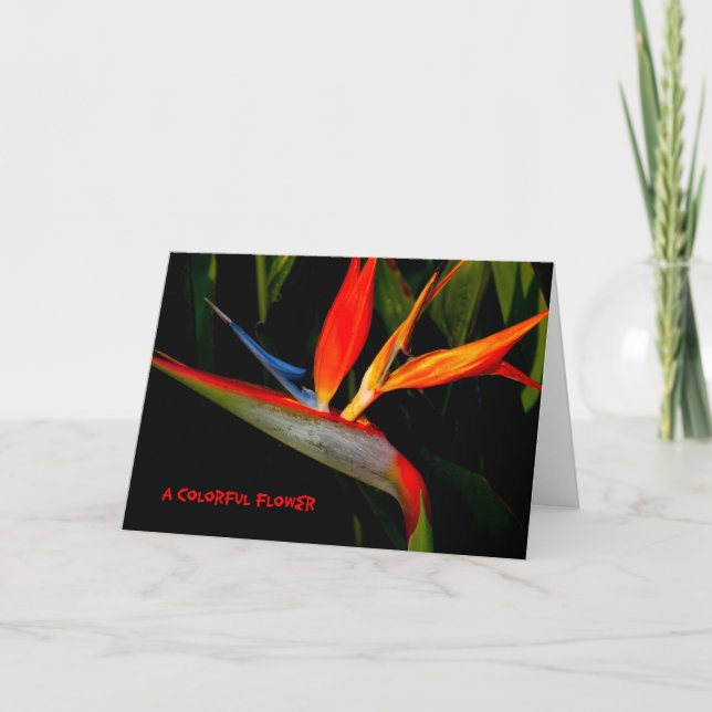 Note Card Colourful Bird of Paradise (Front)