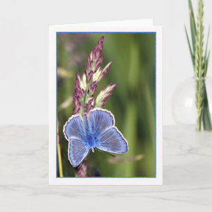 Note Card - Common Blue Male Butterfly - Polyommat