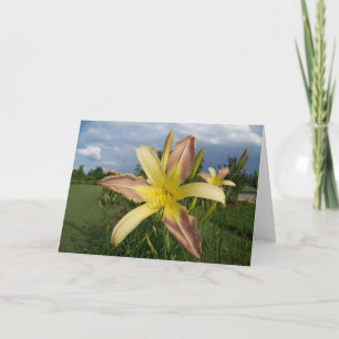 Note Card Daylillies