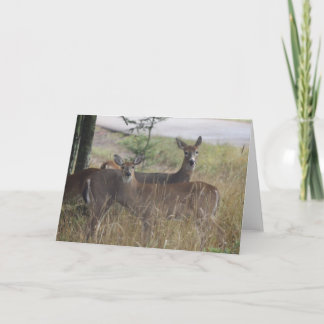 Note Card - Deer - Curious Pair