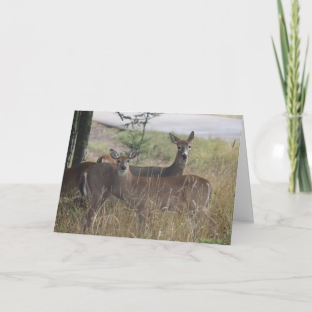 Note Card - Deer - Curious Pair (Front)