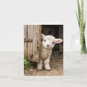 Note Card Lamb Peeking Around a Barn Door