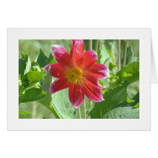 NOTE CARD/PINKISH-RED DAHLIA/PHOTOG./BLANK INSIDE (Front Horizontal)