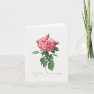 NOTE CARD: REDOUTÉ : FRENCH ROSE NOTE CARD