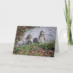 Note Card with Baby Burrowing Owls