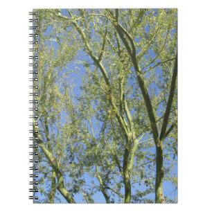 Notebook--Palo Verde Trees Spiral Notebook