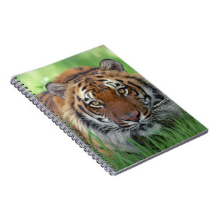 Notebook-Tiger Notebook