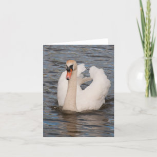 Notecard 'Grace' Male Mute Swan