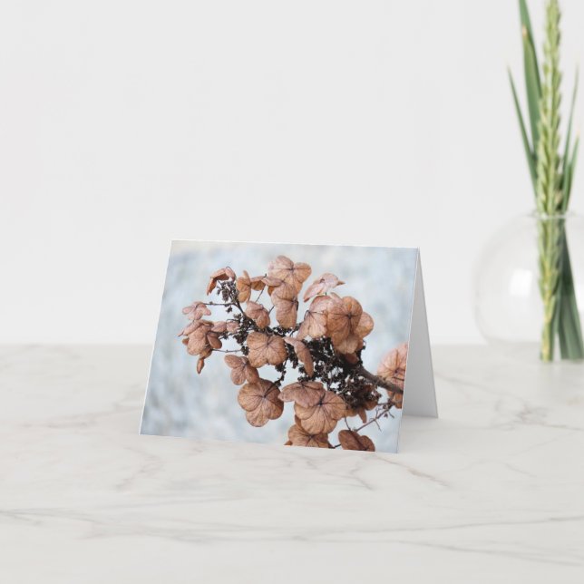 Notecard - Hydrangea in winter (Front)