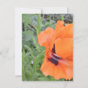 Notecard Postcard