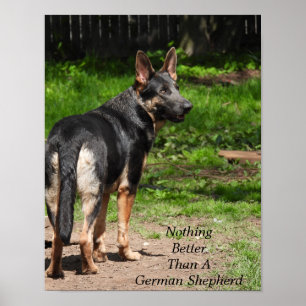 Nothing Better than A German Shepherd Poster