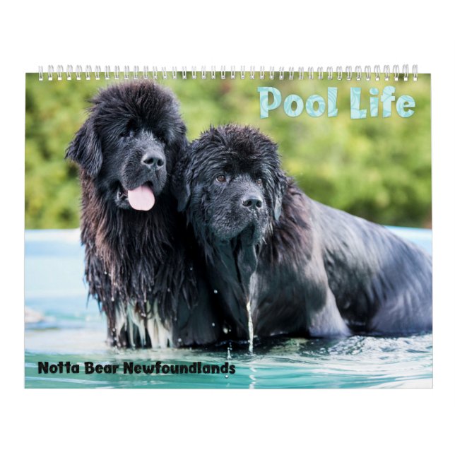 Notta Bear Newfoundlands Pool Calendar (Cover)