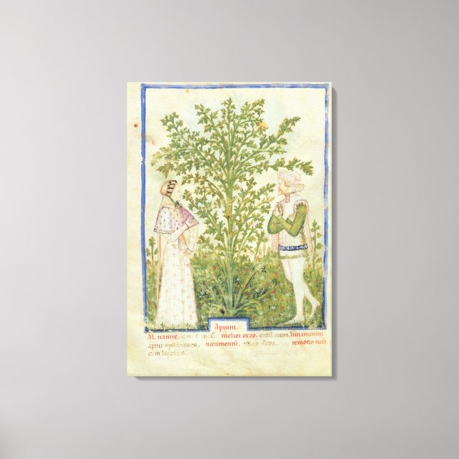 Nouv Acq Lat Celery, from 'Tacuinum Sanitatis' Canvas Print (Front)