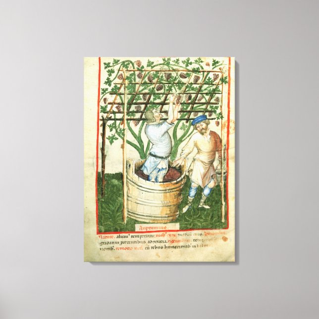 Nouv Acq Lat Gathering and pressing grapes Canvas Print (Front)