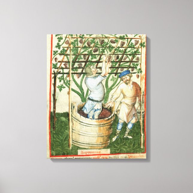 Nouv Acq Lat Gathering and pressing grapes Canvas Print (Front)