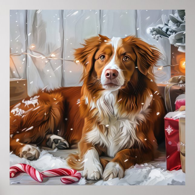Nova Scotia Duck Toller Dog Christmas Festive Poster (Front)