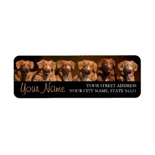 Nova Scotia Duck Tollers Return Address Label