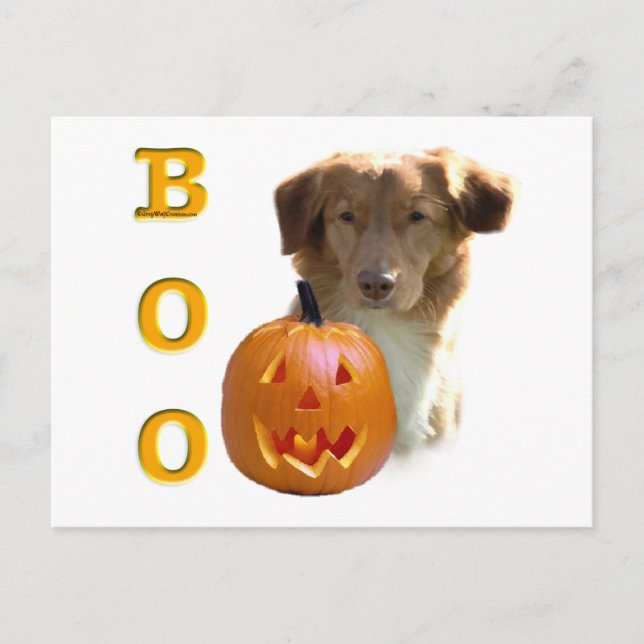 Nova Scotia Duck Tolling Boo Postcard (Front)
