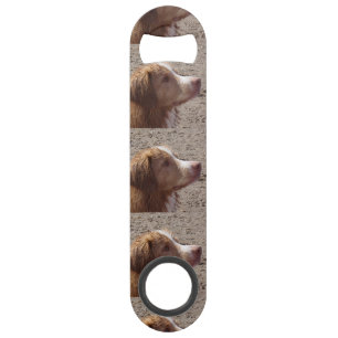 Nova_Scotia_Duck_Tolling_Retriever