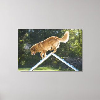 nova scotia duck-tolling retriever canvas print