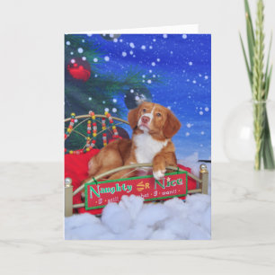 Nova Scotia Duck Tolling Retriever Christmas Card