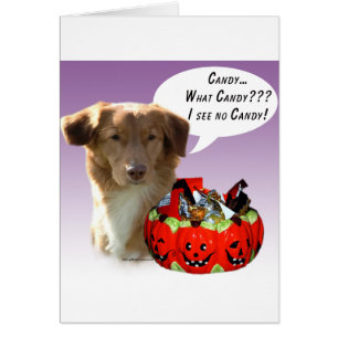 Nova Scotia Duck Tolling Retriever Halloween Candy