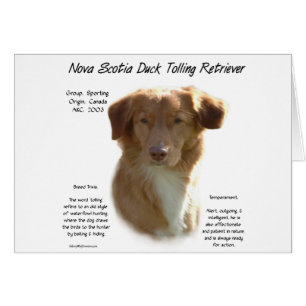 Nova Scotia Duck Tolling Retriever History Design
