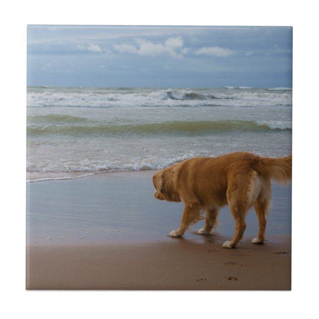 Nova Scotia Duck Tolling Retriever Ocean Cautious Tile (Front)