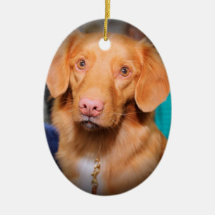 NOVA SCOTIA DUCK TOLLING RETRIEVER ORNAMENT