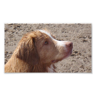 Nova_Scotia_Duck_Tolling_Retriever Photo Print