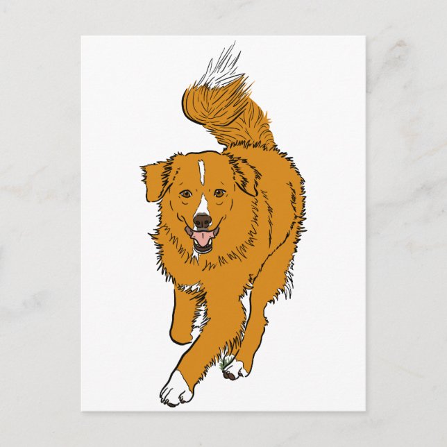 Nova Scotia Duck Tolling Retriever Postcard (Front)