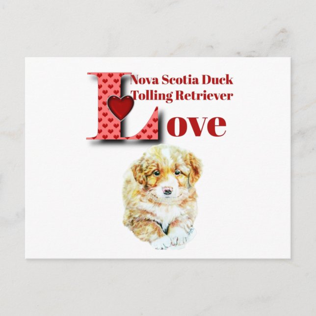 Nova Scotia Duck Tolling Retriever Postcard (Front)