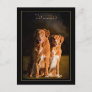 Nova Scotia Duck Tolling Retriever Postcard