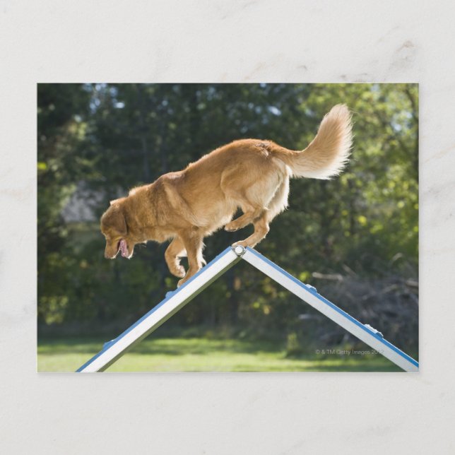 nova scotia duck-tolling retriever postcard (Front)
