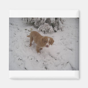 Nova_Scotia_Duck-Tolling_Retriever pup in snow Magnet