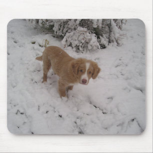 Nova_Scotia_Duck-Tolling_Retriever pup in snow Mouse Pad
